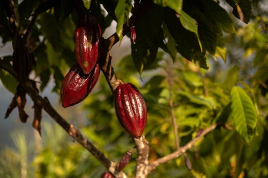 Home - Okanta Cacao - Inclusive cacao beans